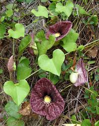 Image result for Aristolochia littoralis