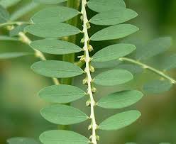 Image result for Phyllanthus fraternus