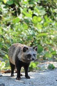 狸島 動物 タヌキ リカオン