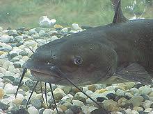 Tahan bubu dan tajur ikan keli. Catfish Wikipedia