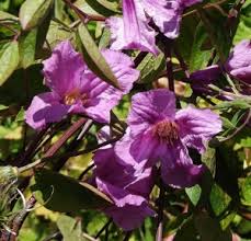 We have over 60 varieties of clematis to choose from, including the select vancouver series, which is a group of stunning varieties such as 'deborah dahl', 'mystic gem', and 'cotton candy'. Vines Mike S Garden Top 5 Plants Page 3