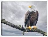 American Bald Eagle on a Branch – Canvas Art Plus
