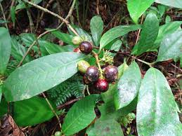 Image result for Pavetta uniflora