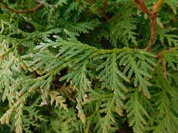 Image result for Cupressaceae