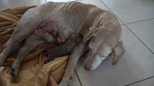 One of the most common ways dog owners detect cancer is by finding a lump or a mass on their dog (the dog typically isn't bothered by the lump). Mammary Tumor And Pregnancy Youtube