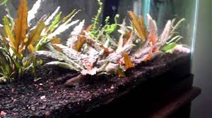 In its native land, the beginners may think that the cryptocoryne wendtii has died off but after some time the plant will. How To Propagate Cryptocoryne Wendtii Youtube