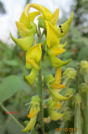 Image result for Crotalaria torrei