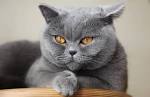 British Shorthair Cat Breed - Facts and Personality Traits ...