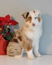 Puppy australian shepherds for sale ~ purchasing a rising sun puppy ~ each puppy comes with a minnesota board of animal health certificate. Miniature Australian Shepherd Puppy Dog For Sale In Hermiston Oregon
