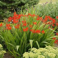 Deer are a grazing species, but there are many plants that they naturally avoid. Lucifer Crocosmia Bulbs Montbretia Bulbs High Country Gardens