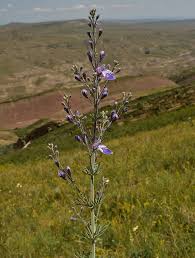 Image result for Achyrospermum micranthum