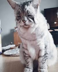 Cat With Ehlers Danlos Syndrome Finally Finds Forever Home We Love Cats And Kittens Cats Pretty Cats Pets Cats