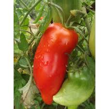 Tomate Cornue Des Andes La Tomate Cornue Des Andes Est Une Variete Ancienne Originaire De La Cordillere Des Andes Rapport Graine Potager Semis Tomates Potager