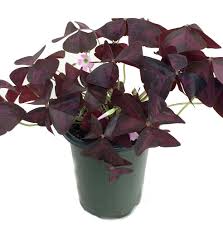 Some oxalis will bloom all year if given enough light. Oxalis Plum Crazy 2 Inch Pot Houseplants Home Garden Start71 Ru