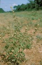 Image result for Tephrosia linearis