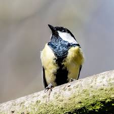 Image result for Kohlmeise vogelhouse