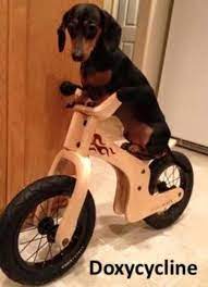 Medical Joke Doxycycline Pharmacy Humor Vet Tech Humor Veterinary Humor