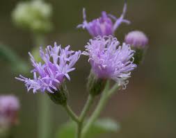 Image result for Vernonia cinerea