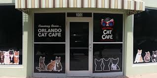 Reservations required for the cat lounge. Orlando Cat Cafe