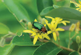 Image result for Pavetta catophylla