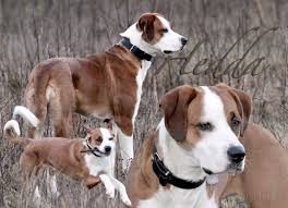 Sie waren ursprünglich arbeitshunde und sind daher sehr laut fci zählen die berner sennenhunde zur gruppe zwei. Hedda Border Collie Deutscher Boxer Grosser Schweizer Sennenhund Meinmischling De