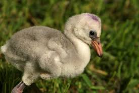 Image result for lesser flamingo