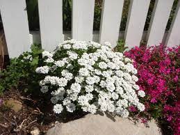 Iberis Sempervirens Candytuft Evergreen Candytuft North Carolina Extension Gardener Plant Toolbox