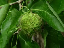 Image result for Maclura