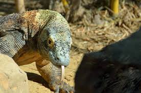 King komodo is an evil mutant komodo dragon the enemy of turtles and a servant of the go komodo. Komodo Dragon Fact Sheet C S W D