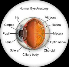Image result for Retinal Anatomy