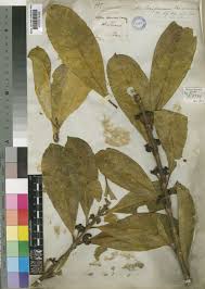 Image result for Craterispermum