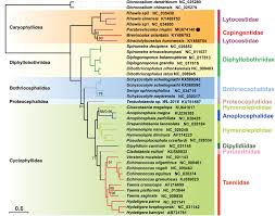 Image result for Philyrophyllum