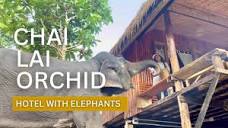 Chai Lai Orchid | Ethical Elephant Experience | Chiang Mai ...