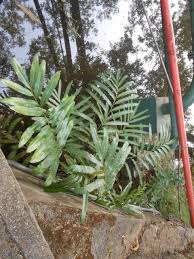 Image result for Acrostichum aureum