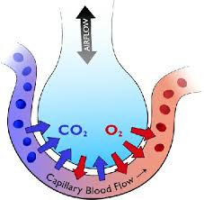Alveoli