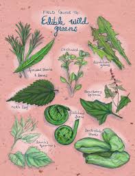 Maybe you would like to learn more about one of these? Field Guide To Edible Wild Greens Edible Alaska