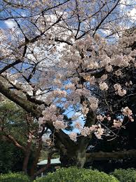 ohshimazakura オオシマザクラ 大島桜 2019 3 24 新宿御苑 日本固有種 落葉高木 白 大輪 原産地の中でも伊豆大島が有名 染井吉野の親 淡いピンクのかかった白い大島桜の花言葉は純潔 prunus plants plum