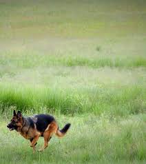 No matter the size, personality, or winsome charm of your little fur ball, obedient behaviors are always essential for a happy and healthy doggy life. Home Dog Training Behavior Obedience By Bark Busters