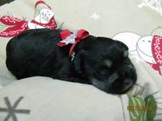 Black And Silver Mini Schnauzer 6 Week Old Black And Silver Mini Schnauzer Puppy Mini Schnauzer Puppies Mini Schnauzer Schnauzer Puppy