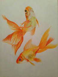 Artists ian sidaway and susie hodge share fundamental drawing techniques and exercises in their new book, how to draw: Pencil How To Draw Goldfish Novocom Top