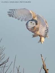 Birds Of Prey Cape Cod Ma Photo The Duxbury Wave Pt 2 Duxbury Beach Ma By Nathan Goshgarian On 500px Duxbury Beach Duxbury Waves