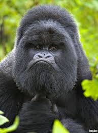 Not Bad Gorilla Monday Face Animal Captions Funny Animal Pictures