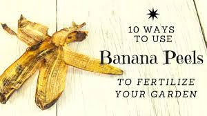 That means that your compost pile must heat up to 140°f. 10 Ways To Use Banana Peels In Your Garden As Fertilizer
