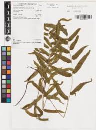 Image result for Lindsaea ensifolia