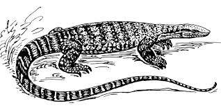 It was released to japanese theaters on october 14, 1958. 10 Kostenlose Varan Und Eidechse Bilder