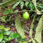 Image result for Massularia