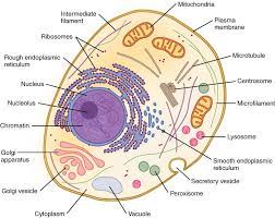 These are specialized parts inside a living cell. Animal Cells Are A Round And Irregular In Shape B Round Class 11 Biology Cbse