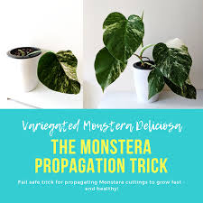 Variegated Monstera Propagation Greengrow Monstera Monstera Deliciosa Propagation