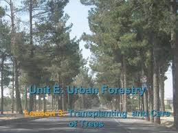 In southern climates, you can transplant trees during the winter months, but in areas where the ground freezes, it is better to transplant in late fall or early spring. Growing And Maintaining Tree Fruits Ppt Video Online Download