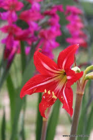 Image result for Hippeastrum